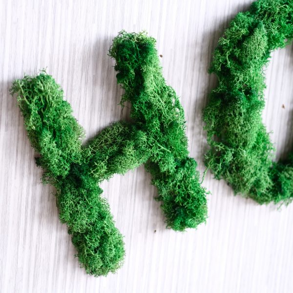 moss letter home 4 scaled